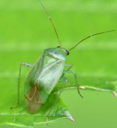 Réf. 347 014 : Apolygus spinolae